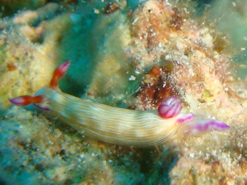 Violet-Gilled Nudibranch